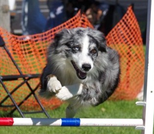 National Agility Trial